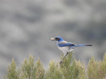 Close-up of bird perching on a land