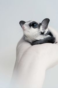 Close-up of hand holding cat over white background