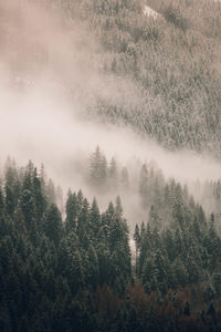 Trees in forest during winter