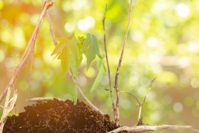 Close-up of plant growing on tree trunk