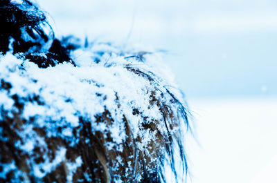 Close-up of frozen plants against sky