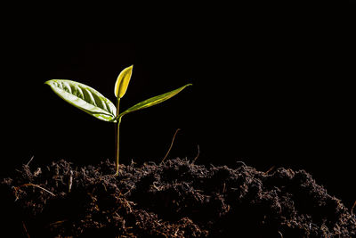 Close-up of plant against black background