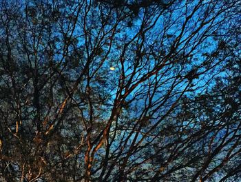 Low angle view of trees against clear sky