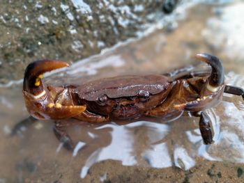 Close-up of crab on beach