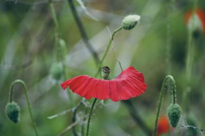 Close-up of red poppy dancing