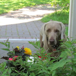 Close-up portrait of a dog