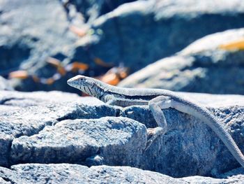 Close-up of lizard on rock