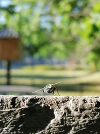 Close-up of insect on rock