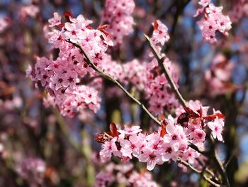 Close-up of fresh pink flowers on tree