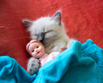 Close-up portrait of cute kitten sleeping