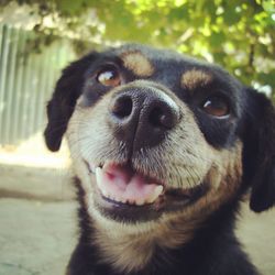 Close-up portrait of dog