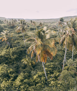 Panoramic view of a field