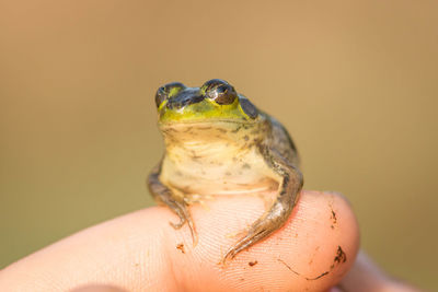 Close-up of hand holding leaf