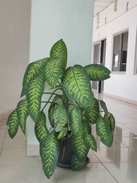 Green potted plant on floor against wall