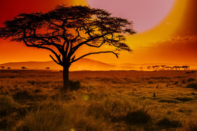 Tree on countryside landscape at sunset