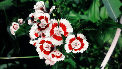 Close-up of white flowers blooming outdoors