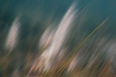 Full frame shot of plants on field