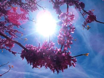 Low angle view of pink flowers blooming on tree