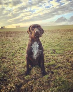 Portrait of dog sitting on field against sky