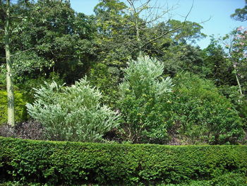 View of trees in garden