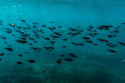 Fishes swimming in sea
