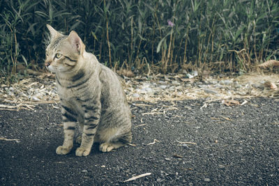 Portrait of cat sitting on road