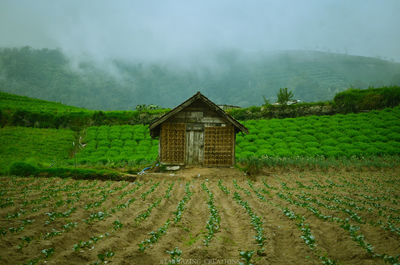 Scenic view of agricultural field