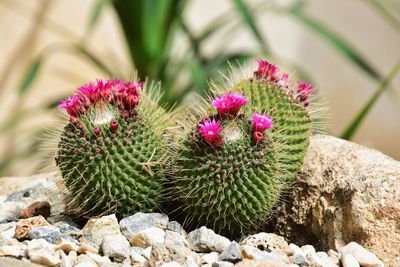 Close-up of succulent plant