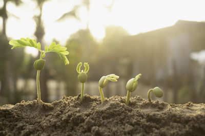 Close-up of plant growing outdoors