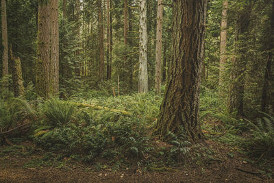 View of pine trees in forest