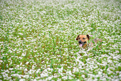 Portrait of a dog on field