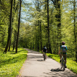 Rear view of people riding bicycle on road in forest