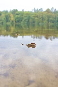 Birds on a lake