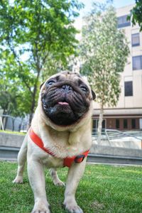 Portrait of a dog