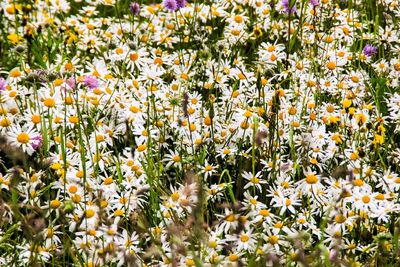 Yellow flowering plants on field