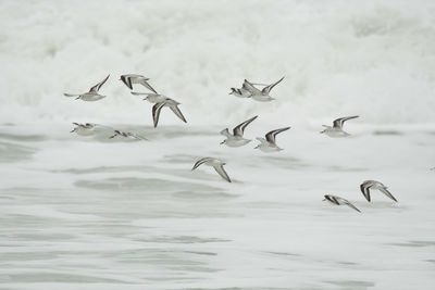 Flock of birds flying in the water