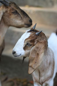 Close-up of a horse