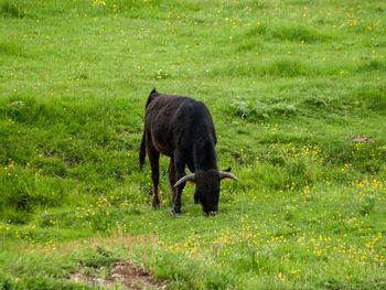 View of a horse on field