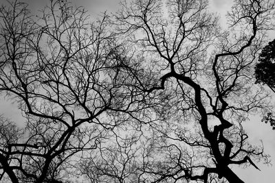 Low angle view of bare trees against sky