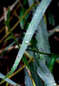 Close-up of wet plant leaves during rainy season