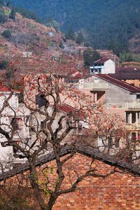 High angle view of cherry tree by building