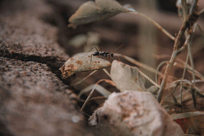 Close-up of ant on ground