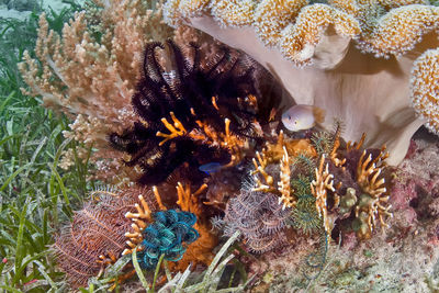 Close-up of coral in sea