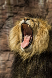 Close-up of cat yawning