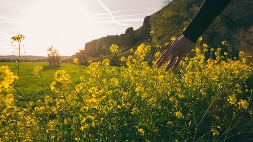 Scenic view of oilseed rape field against sky