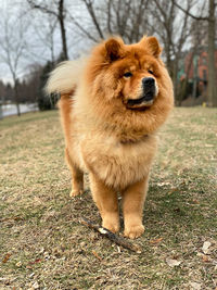Portrait of dog standing on field