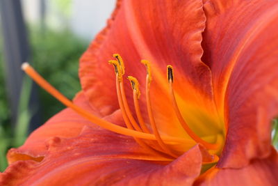 Close-up of orange lily