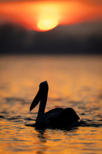 Close-up of a bird in lake during sunset