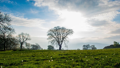 Scenic view of field against sky