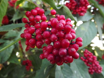 Close-up of berries growing on tree